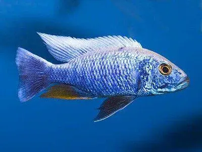 Sciaenochromis Fryeri Iceberg