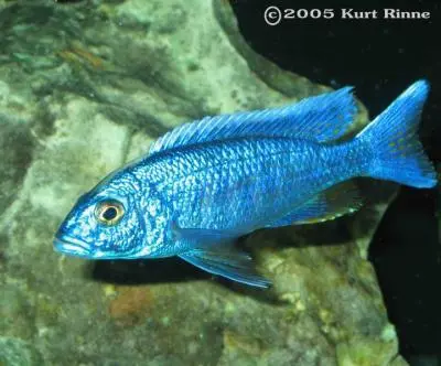 Sciaenochromis Fryeri Iceberg