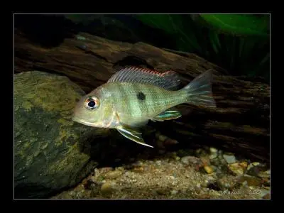 sp. Tapajos "Red head" skusenosti