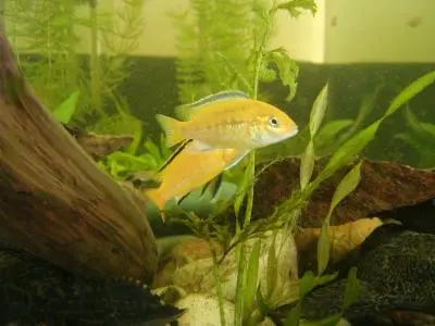 Jak poznat pohlavi u Labidochromis yellow