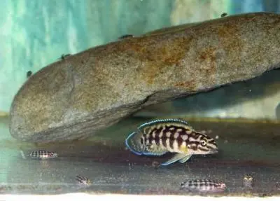 Julidochromis Marlieri