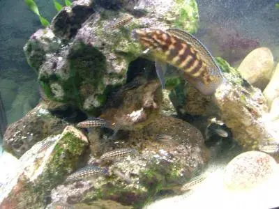 Julidochromis Marlieri