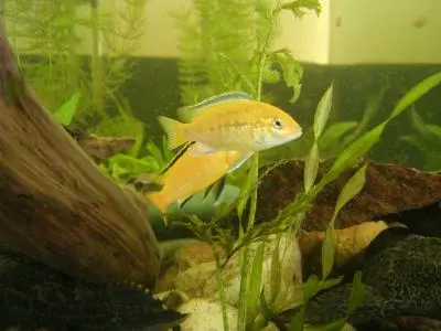 Labidochromis caeruleus (tlamovec černoploutvý)