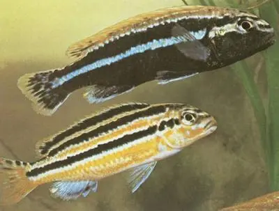 Změna barvy u Melanochromis auratus