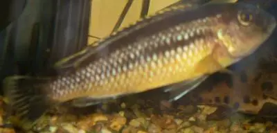 Změna barvy u Melanochromis auratus