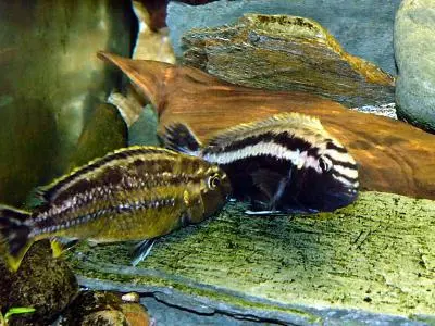 Změna barvy u Melanochromis auratus