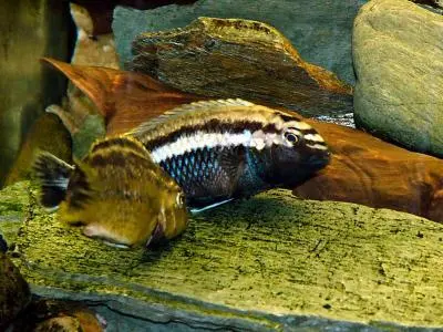 Změna barvy u Melanochromis auratus