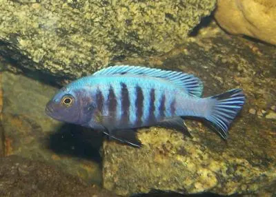 Cynotilapia pulpican nebo afra??