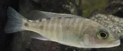 Scieanochromis fryeri