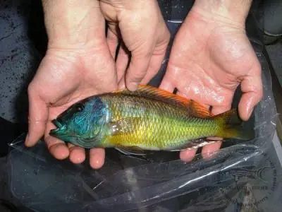 Buccochromis rhoadesii Yellow