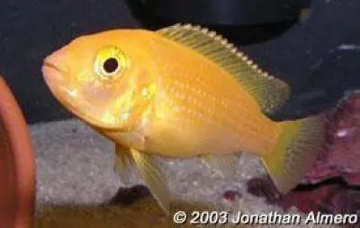 Pseudotropheus zebra - žlutá