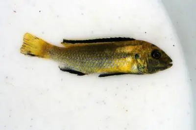 Ochrnutý labidochromis caeruleus yellow - jak mu pomoci?