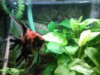 Anubis kopinatý (anubias lanceolata)