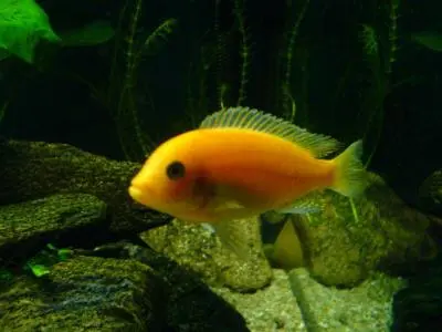 Pseudotropheus zebra