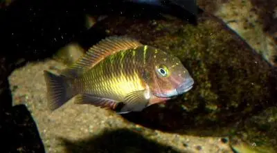 Tropheus Dubois