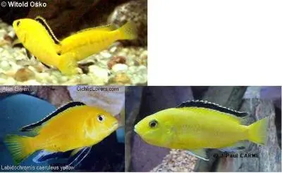 Labidochromis Yellow a pohlavní rozdíly