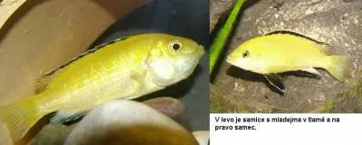 Labidochromis Yellow a pohlavní rozdíly