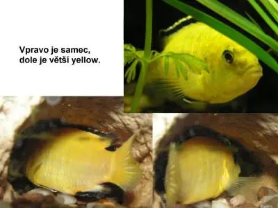 Labidochromis Yellow a pohlavní rozdíly