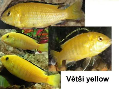 Labidochromis Yellow a pohlavní rozdíly