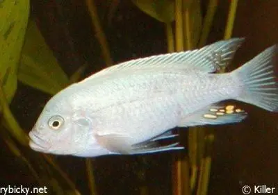 Pseudotropheus zebra