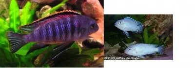 Rozdíl : Pseudotropheus tropheops vs Pseudotropheus socolofi