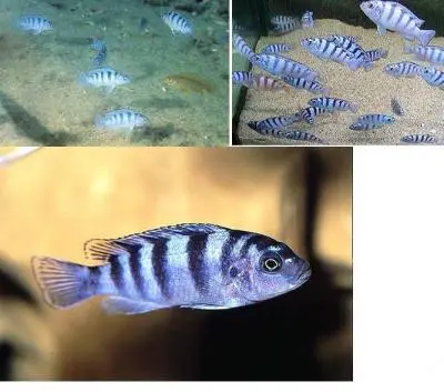 Rozdíl : Pseudotropheus tropheops vs Pseudotropheus socolofi