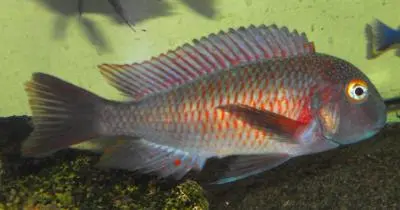 tropheus lufubu"Purple Rainbow"