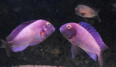 tropheus lufubu"Purple Rainbow"