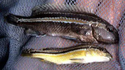 změna barvy Melanochromis auratus