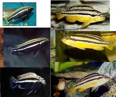 změna barvy Melanochromis auratus