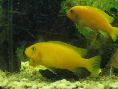 Je u některého druhu tlamovce samice žlutá a samec do modra??