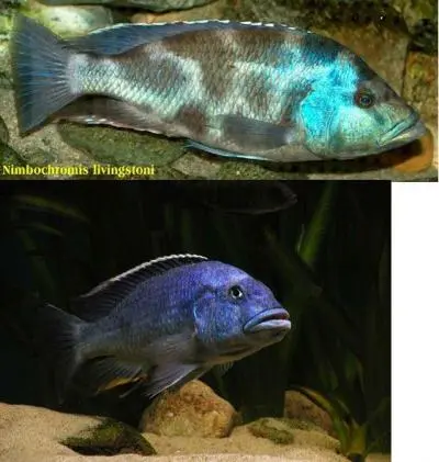 Haplochromis livingstoni?