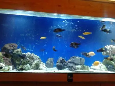 Jaký typ zářivky používat v akváriu?