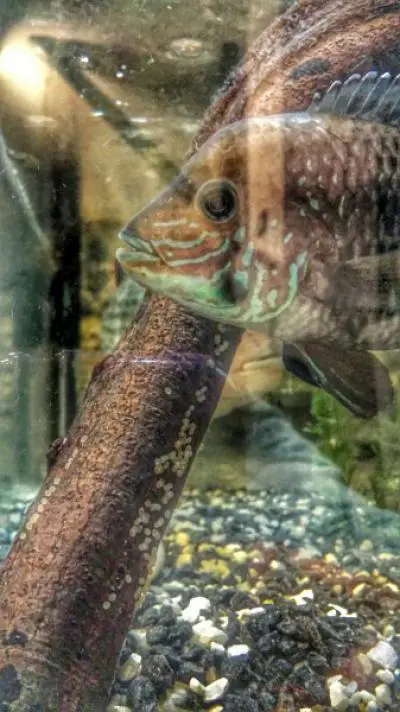 Určení druhu rybky v akváriu