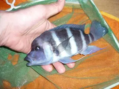 Poraďte co dát do nádrže Cyphotilapia frontosa nebo giberosa