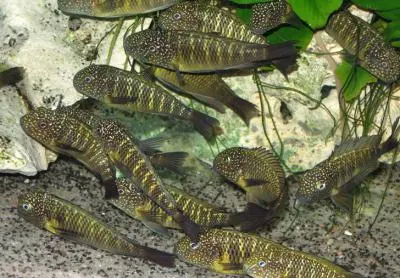 Poraďte co dát do nádrže Cyphotilapia frontosa nebo giberosa