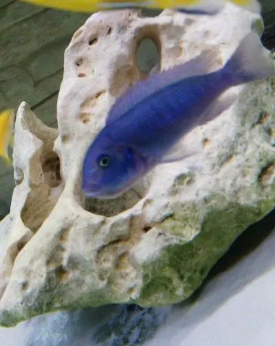 Pseudotropheus zebra red blue - může byt samec stejně zbarven jako samice?