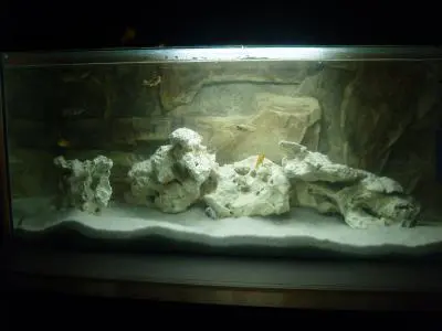 Moje první akvárium s tlamovci