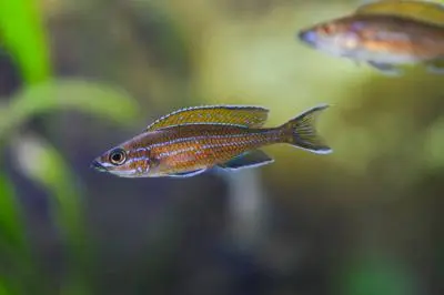 Paracyprichromis Nigripinnis Blue Neon