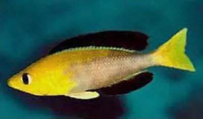 Cyprichromis Leptosoma Yelow Head