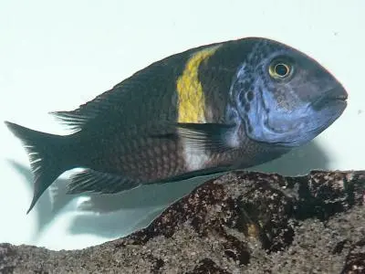 Tropheus Duboisi Maswa