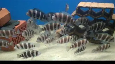 cyphotilapia frontosa burundi