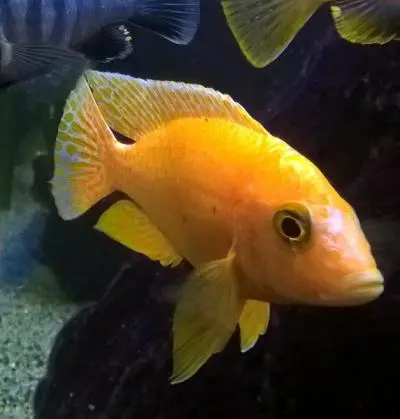 Aulonocara fire fish