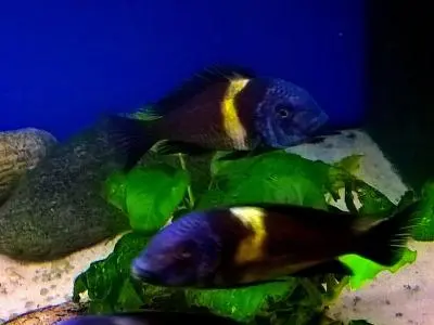 Tropheus Duboisi