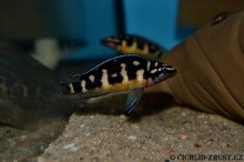 Julidochromis transcriptus Kissi WF