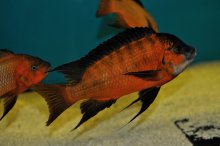 Petrochromis sp.red Bulu Point
